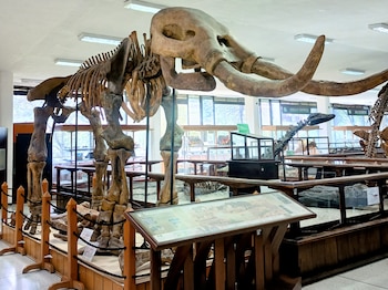 Réplica de ejemplar de gonfoterido