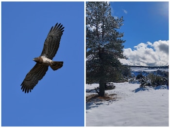 Ave Quebrantahuesos/Sierra de Teruel. (Imagen cedida/Teruel Existe)
