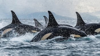 Varias orcas con aletas dorsales visibles emergen del agua y proyectan gotas en la superficie del mar