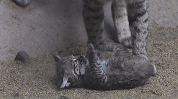 Un cachorro de lince yace de espaldas sobre la tierra cerca de las patas de un lince adulto.