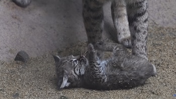 Primer cría de lince rojo nace en Chapultepec: ¿Cómo es su alimentación y cuidados en el Centro de Conservación?