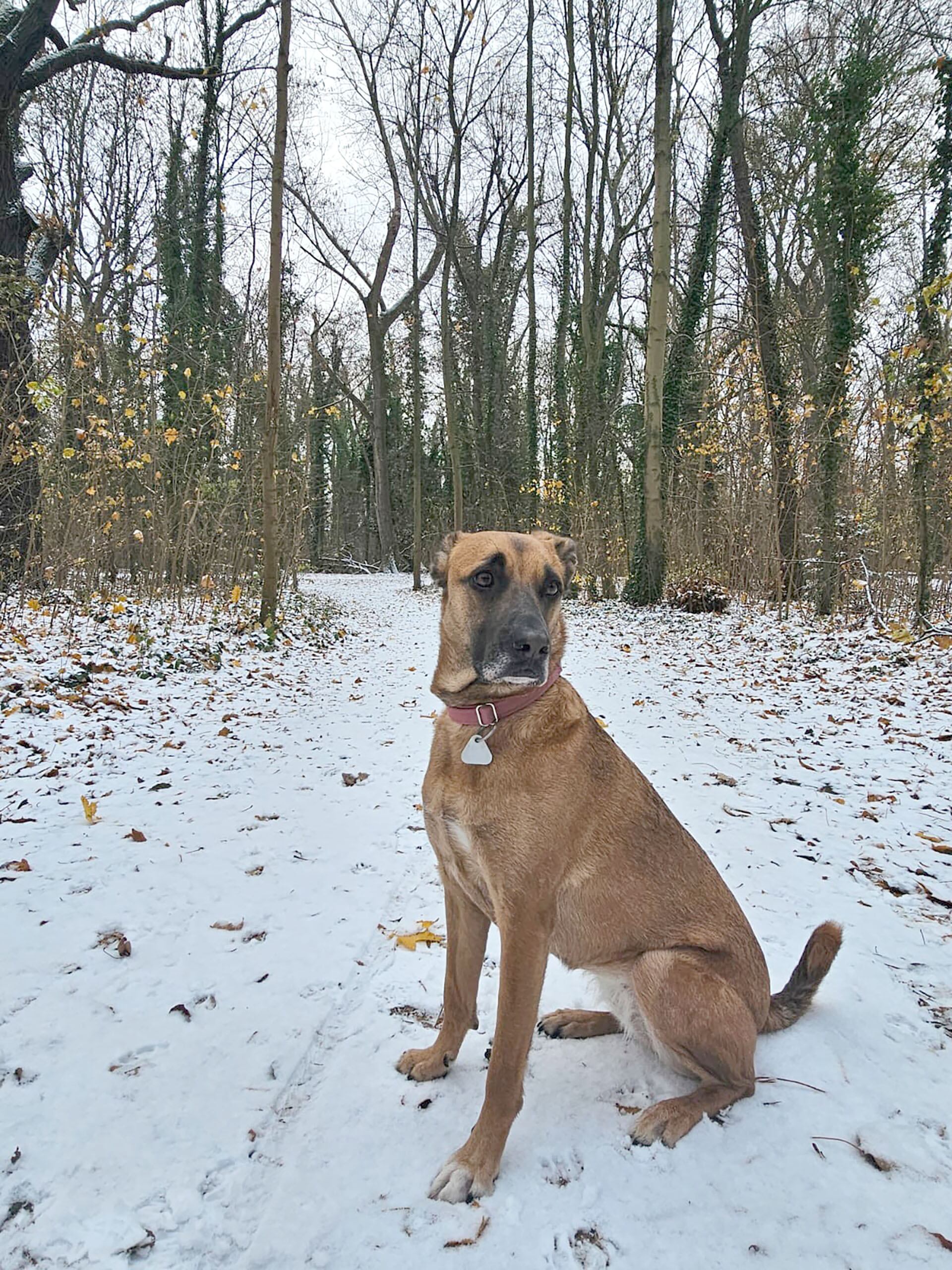 Cleo, la perrita que adoptó unos meses antes de perder a su papá