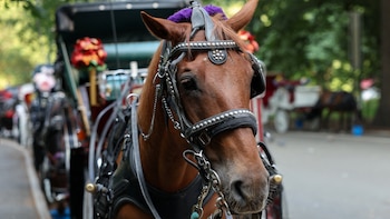 Reactivan el proyecto para prohibir los carruajes tirados por caballos en Nueva York tras la muerte del turista en Central Park