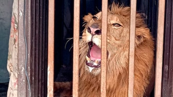 La Ley estipula que sí se puede tener en posesión un león, bajo ciertos criterios. (Foto: Profepa)