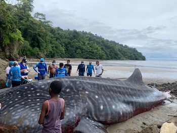 Los habitantes de la comunidad intentaron llevar al animal hacia mar abierto con motores de embarcaciones locales - crédito Codechocó