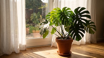 Cuidados básicos para que tu monstera crezca sana y con hojas grandes