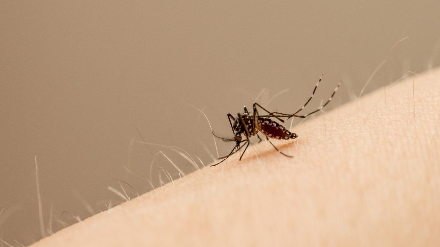Un monitoreo oficial detectó alto riesgo de dengue en Córdoba capital con presencia de larvas del mosquito en casi 12 de cada 100 viviendas relevadas (COLORADO STATE UNIVERSITY)