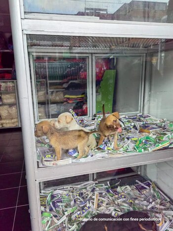 Mujer fue judicializada por tener