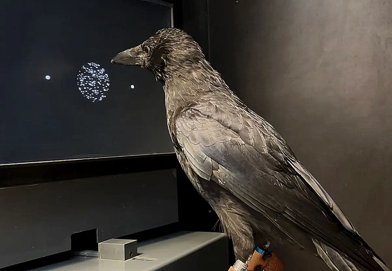 La investigación entrenó a dos cuervos carroñeros para identificar el desplazamiento de puntos blancos sobre una pantalla táctil a cambio de una recompensa (Universidad de Tubinga)
