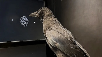 El cerebro de los cuervos procesa señales visuales casi dos veces más rápido que el de humanos y monos, según un estudio