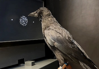 Un cuervo negro posado de perfil frente a una pantalla oscura que muestra patrones de puntos luminosos blancos