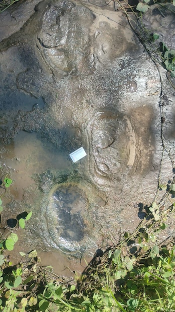Afloramiento rocoso húmedo con cavidades circulares, agua estancada, vegetación en los bordes y una pequeña tarjeta de medición