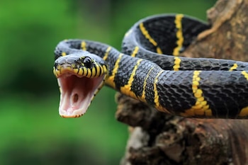 Serpiente de cuerpo negro con rayas amarillas longitudinales. Tiene cabeza negra, ojos redondos y boca abierta. Se apoya en un tronco de árbol con fondo verde
