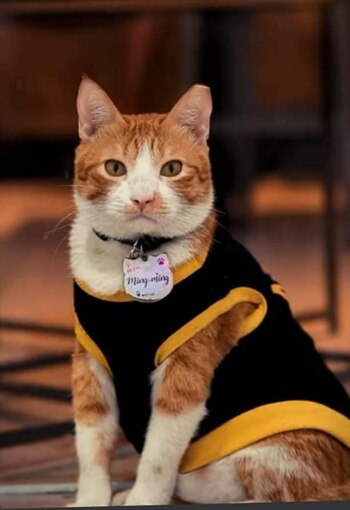 Conan con su chaleco que