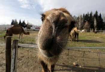 Los gatos y los camellos