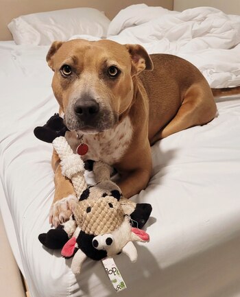 Moxie, una perrita mezcla de