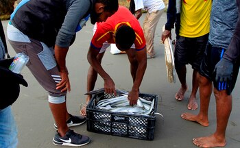 Los peces abundan en el