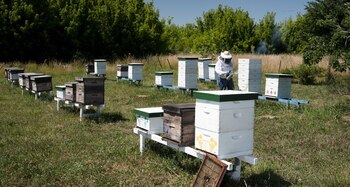 Los apicultores inscriptos en el