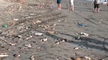 Aparecen decenas de especies marinas muertas en playas de Chiclayo y Pisco