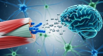 Una fibra muscular expuesta con estructuras azules, moléculas translúcidas, un cerebro azul y neuronas difusas en un fondo azul y verde.
