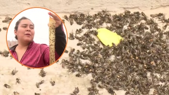 Vecinos de Carabayllo denuncian plaga de moscas por presunta avícola clandestina: “Mi hijo enfermó y las mascotas mueren”