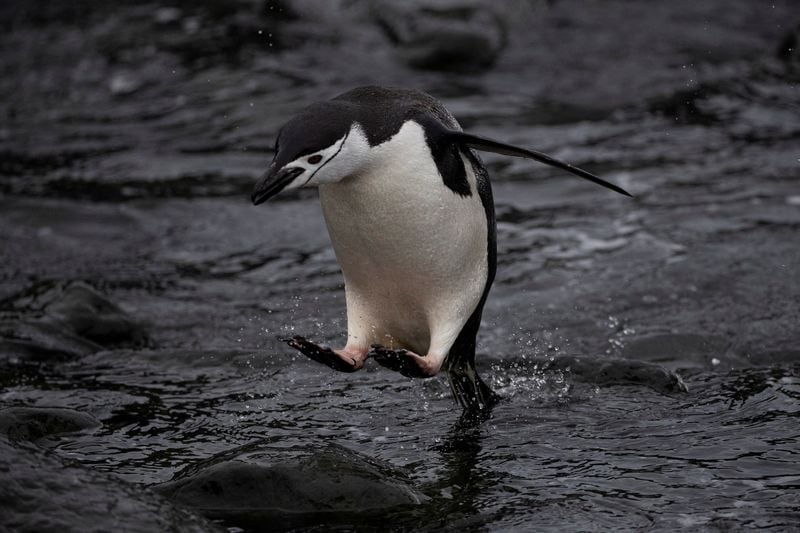 El calentamiento del océano desplazó el krill hacia el sur y alteró la disponibilidad de alimento para los pingüinos barbijo (REUTERS/Ueslei Marcelino)