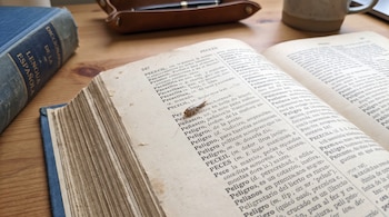 Un pequeñísimo insecto pececillo de plata camina sobre la página abierta con texto impreso de un libro antiguo.