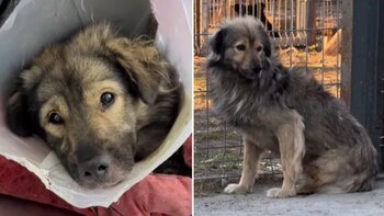 Gray perdió su pata luego