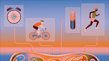 La clave de la longevidad