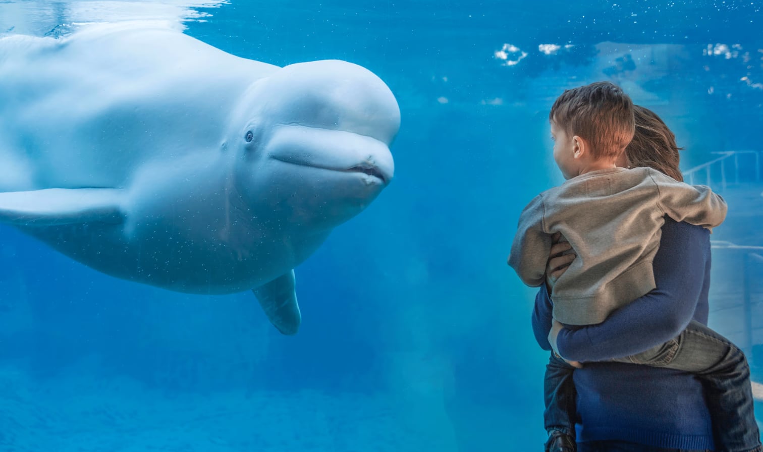 La prueba de la marca demostró que Natasha, una beluga del estudio, fue capaz de identificar y orientarse hacia la marca visible solo en el espejo, evidenciando conciencia de sí misma (Mystic Aquarium)