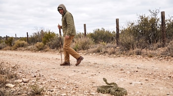 Un hombre con abrigo y bastón retrocede en un camino de tierra ante una serpiente de cascabel enroscada.