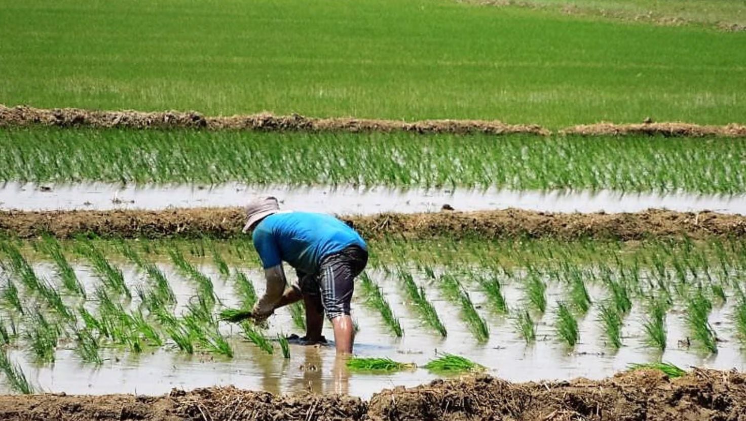 Perú exporta arroz solo en épocas de excedente (principalmente a Colombia), pero no es competitivo frente a Uruguay, Tailandia o India por altos costos de producción y falta de subsidios.