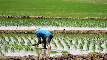 Gobierno destina S/170 millones ante crisis del arroz, pero gremios consideran que será insuficiente