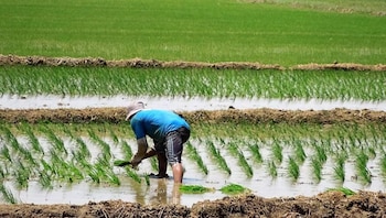 arroz - agricultura