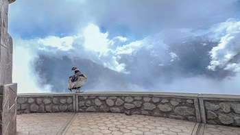 Un cóndor andino se posa en un muro de piedra, con su espalda visible. Detrás, un cielo nublado y montañas difusas en la distancia