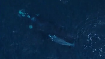 Se registró una de las primeras crías de la temporada de ballenas 2025 en Chubut