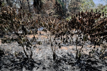 Las elevadas temperaturas y la escasez de lluvias dificultan el control de incendios forestales en Honduras durante la temporada seca. (EFE/ Gustavo Amador)
