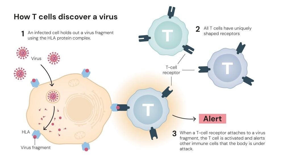 Cómo las células T descubren un virus (Comité Nobel de Fisiología o Medicina/ Mattias Karlén)