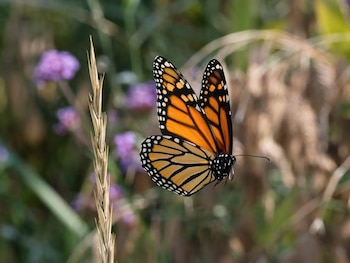 Una mariposa monarca de alas naranjas y negras vuela cerca de una espiga seca con flores moradas al fondo