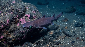 Tiburón de color oscuro con ojos verdes brillantes nada cerca de rocas oscuras con manchas rosadas en el fondo marino.