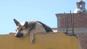 Según Díaz, el proyecto quiere