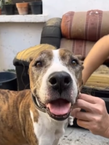 La mascota fue encontrada buscando