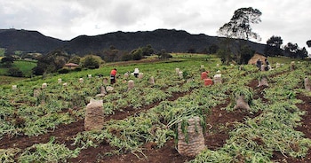 El componente agropecuario de Talento