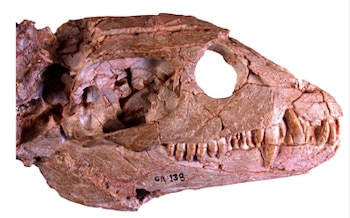 Cráneo fosilizado de perfil de un reptil prehistórico con dientes afilados y la inscripción GR 138 sobre la parte inferior