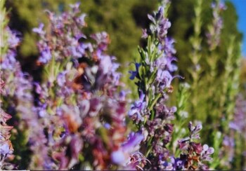 Nuevo cultivar de romero (inta)