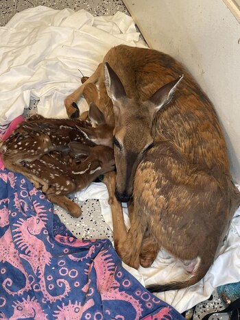 La familia de ciervos reunida