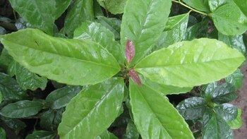 Tesoro del amazonas: esta es