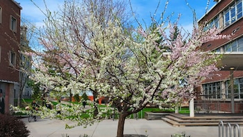 Este árbol tiene la capacidad