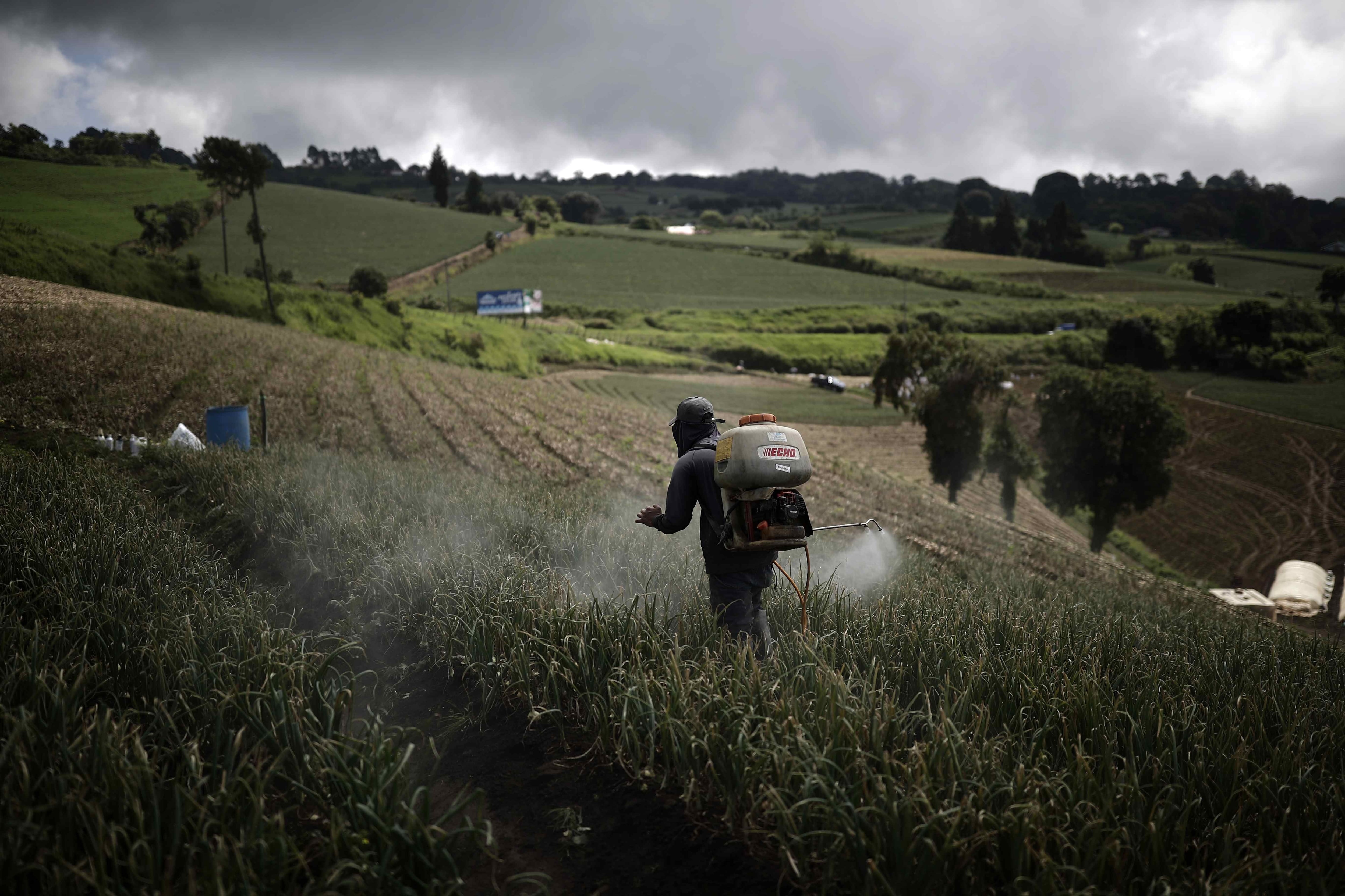 La región Huetar Caribe concentra el mayor porcentaje de empleo agrícola en Costa Rica. EFE/Jeffrey Arguedas