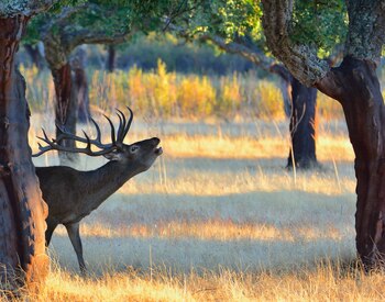 La berrea en España (Shutterstock